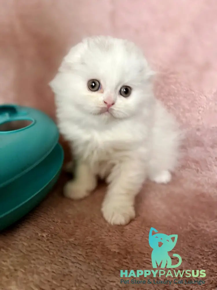 White Scottish Fold female white live animals