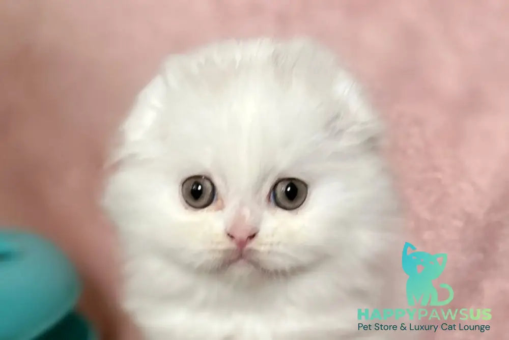 White Scottish Fold female white live animals