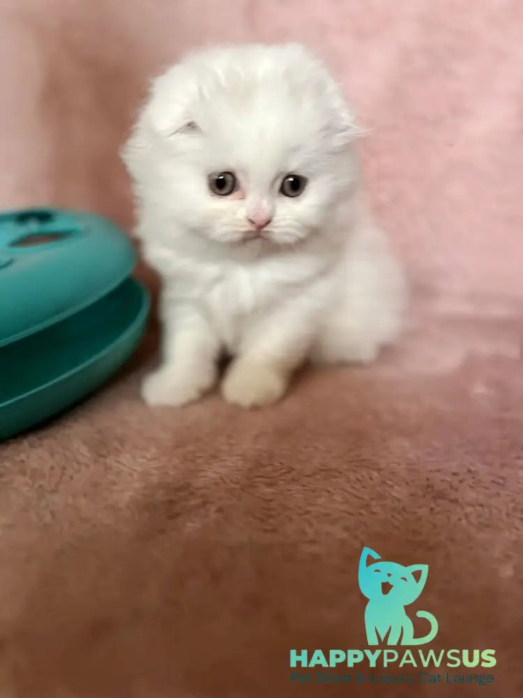 White Scottish Fold female white live animals