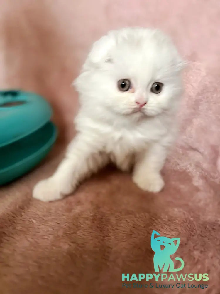 White Scottish Fold female white live animals