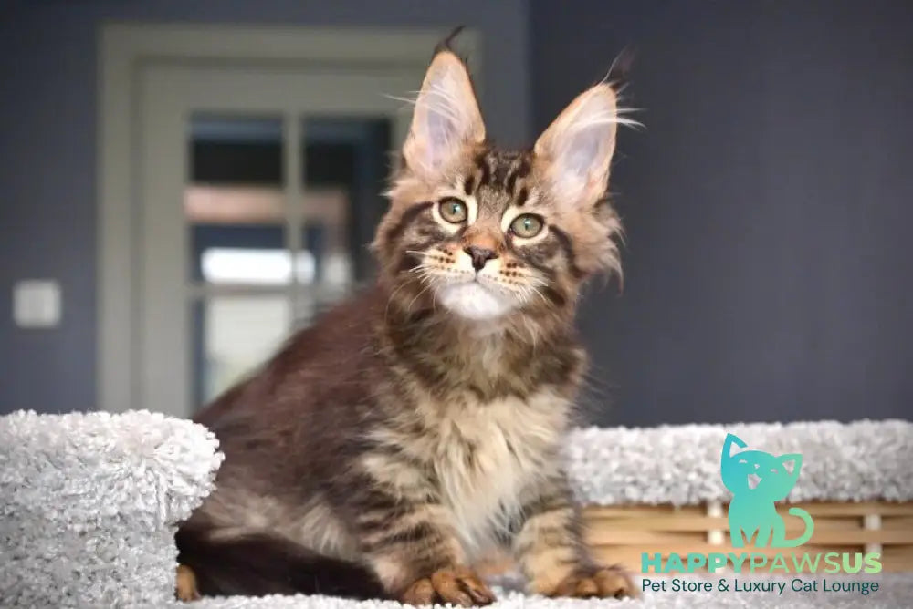 Whitewood Maine Coon male black tabby - live animals