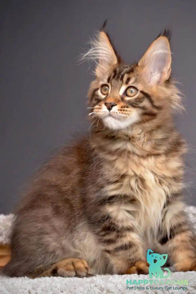 Whitewood Maine Coon male black tabby - live animals