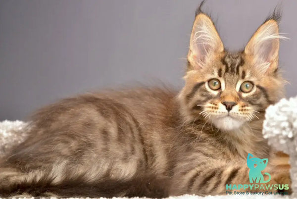 Whitewood Maine Coon male black tabby - live animals