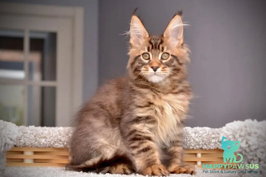 Whitewood Maine Coon male black tabby - live animals