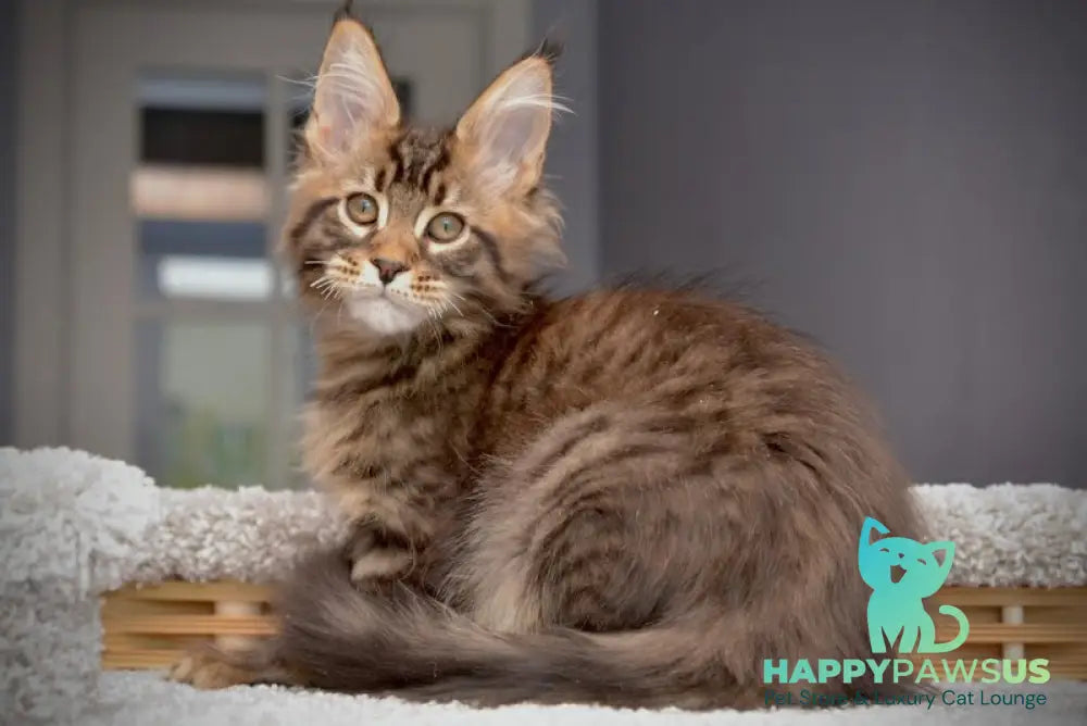 Whitewood Maine Coon male black tabby - live animals