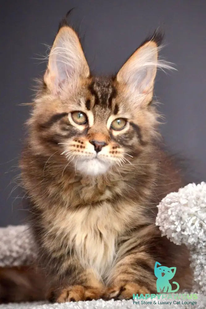 Whitewood Maine Coon male black tabby - live animals