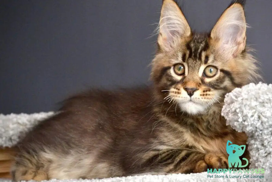 Whitewood Maine Coon male black tabby - live animals