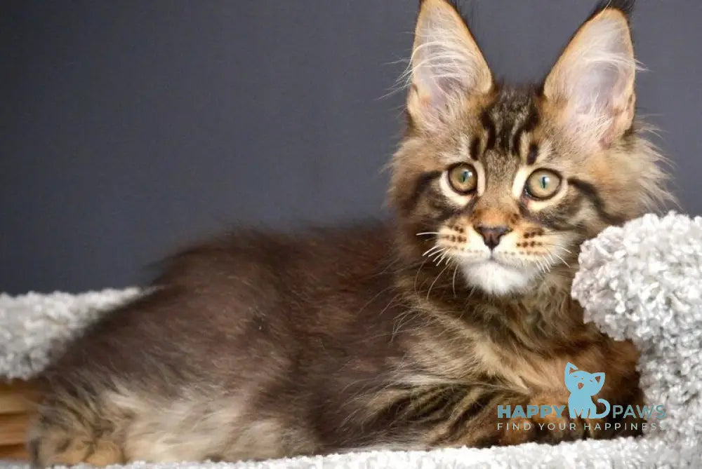 Whitewood Maine Coon male black tabby - live animals