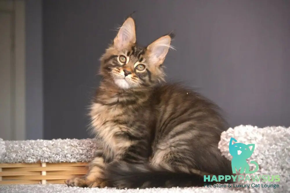 Whitewood Maine Coon male black tabby - live animals