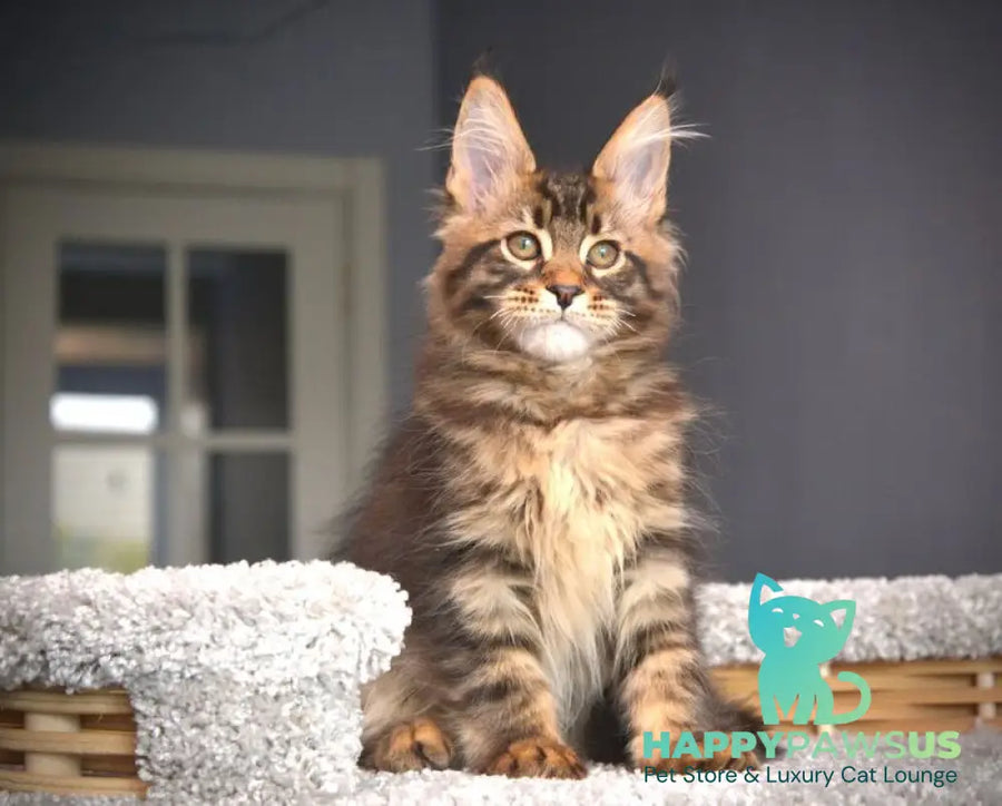 Whitewood Maine Coon male black tabby - live animals