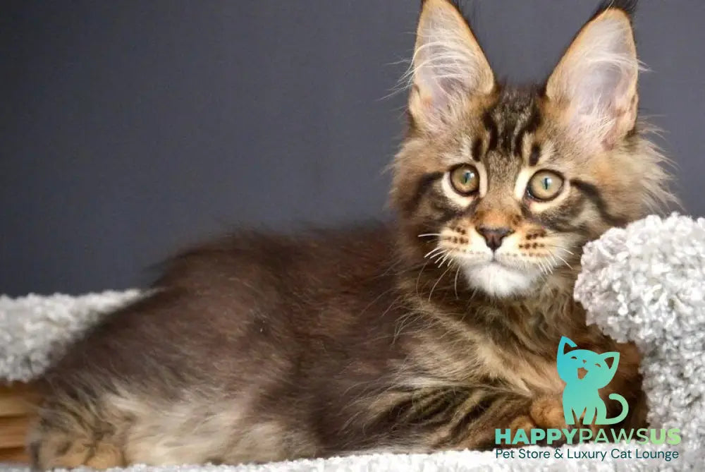 Whitewood Maine Coon male black tabby - live animals