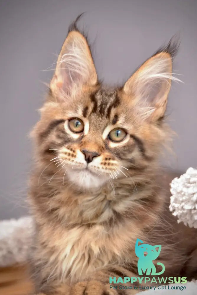 Whitewood Maine Coon male black tabby - live animals