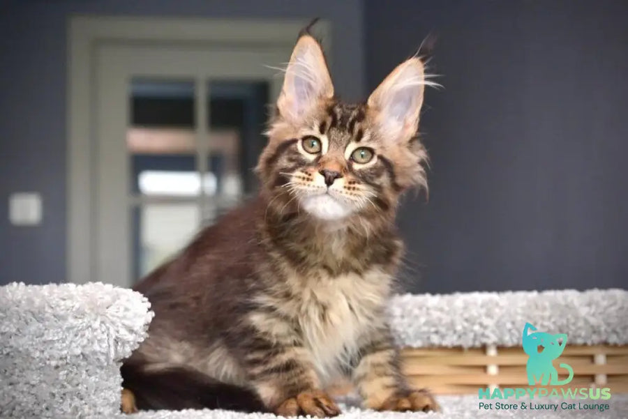Whitewood Maine Coon male black tabby - live animals