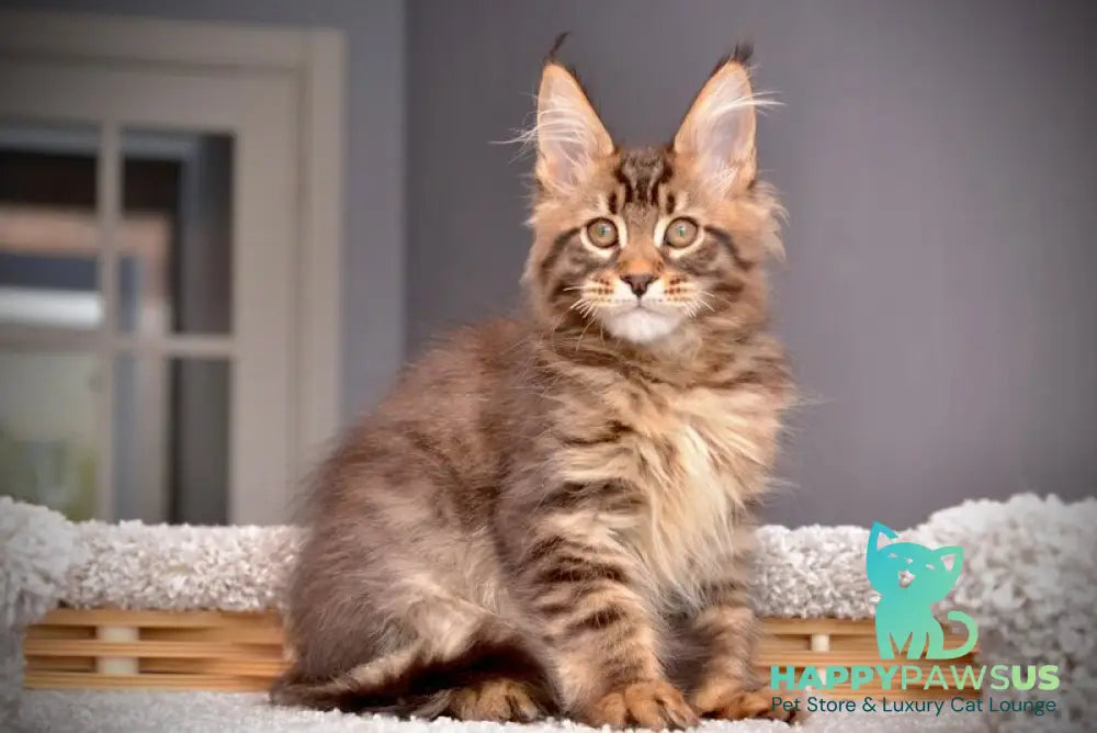 Whitewood Maine Coon male black tabby - live animals