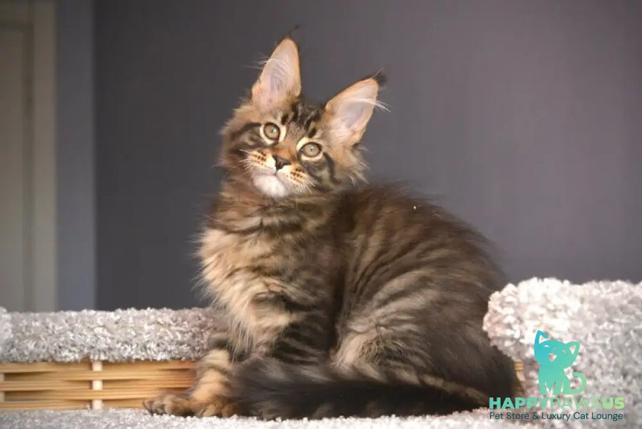 Whitewood Maine Coon male black tabby - live animals