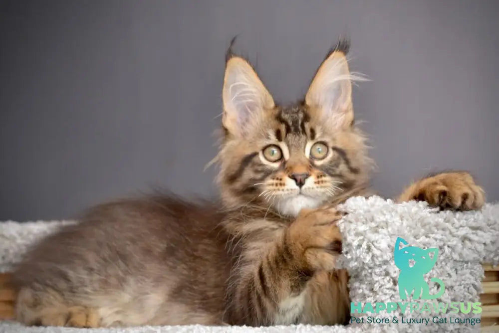 Whitewood Maine Coon male black tabby - live animals