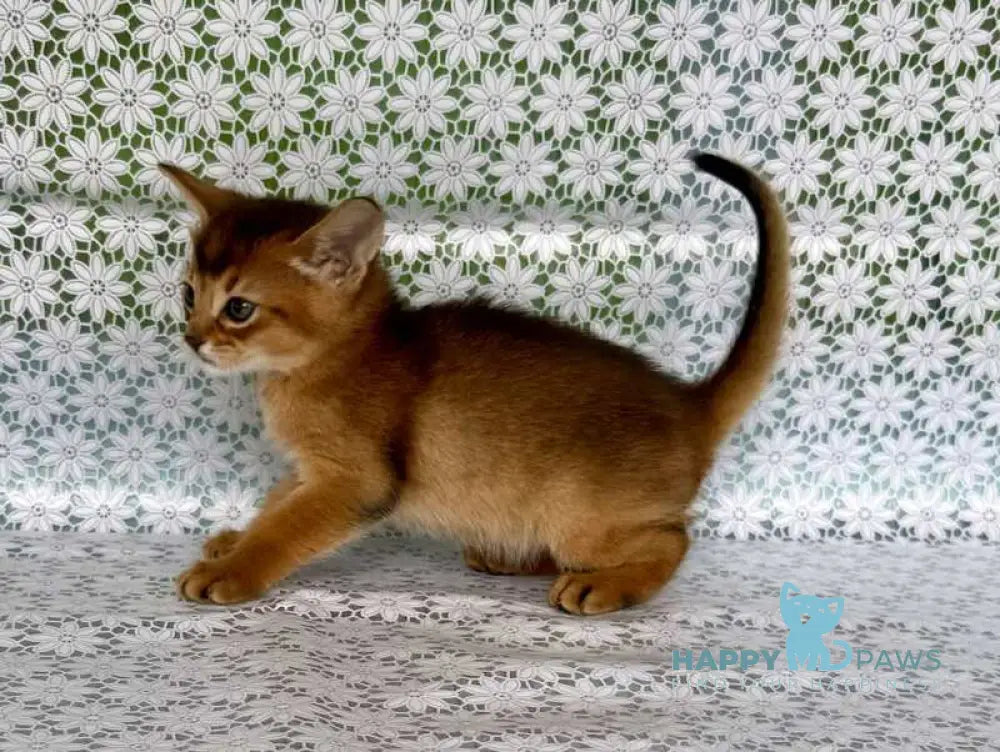 Whitney Abyssinian female ruddy live animals
