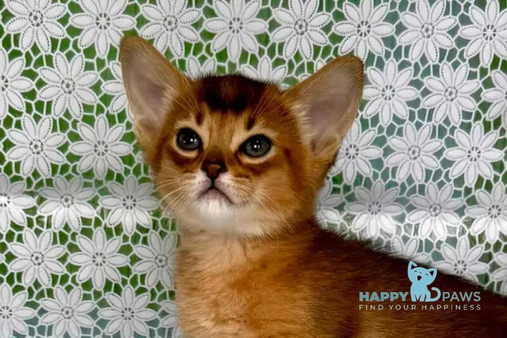 Whitney Abyssinian female ruddy live animals