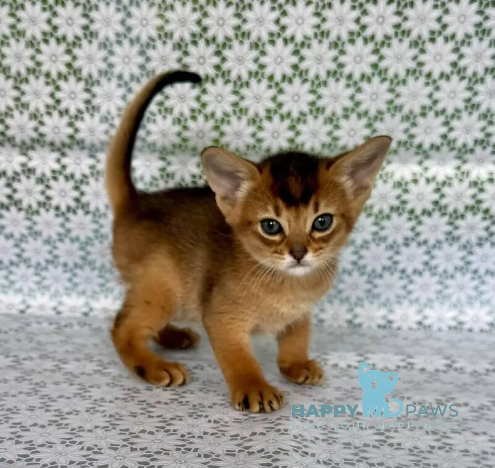 Whitney Abyssinian female ruddy live animals