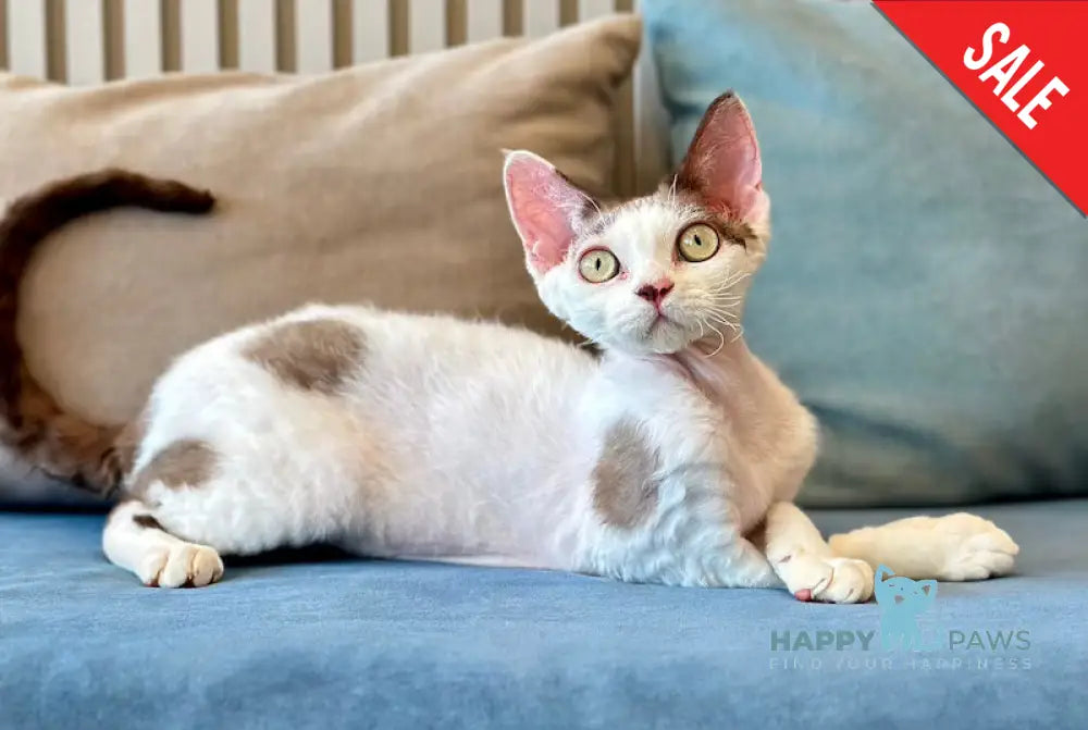 Whitney Devon Rex female chocolate with white - live animals
