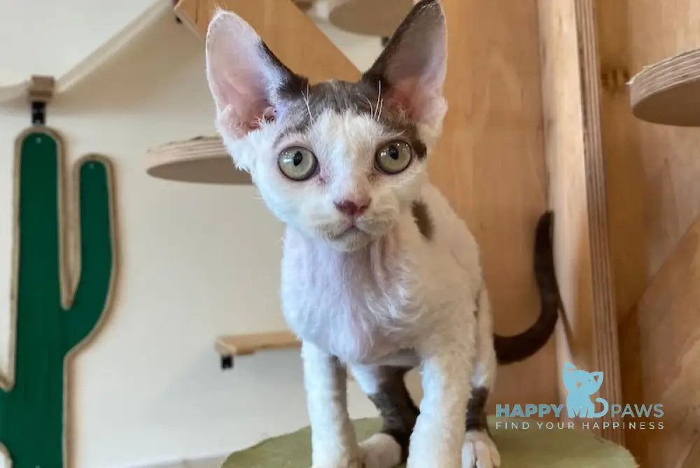 Whitney Devon Rex female chocolate with white live animals