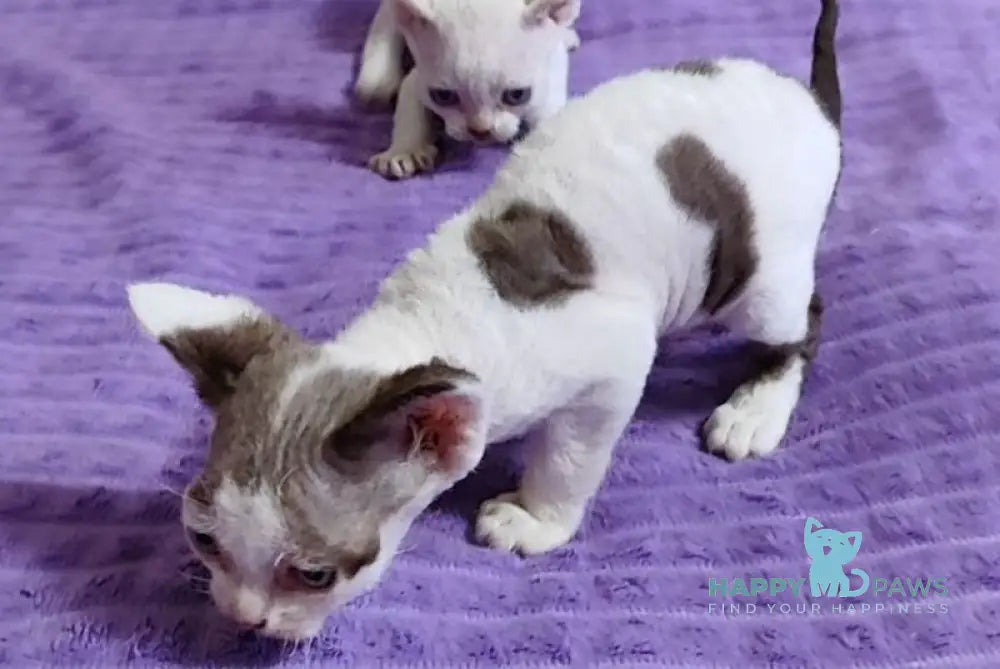 Whitney Devon Rex female chocolate with white live animals