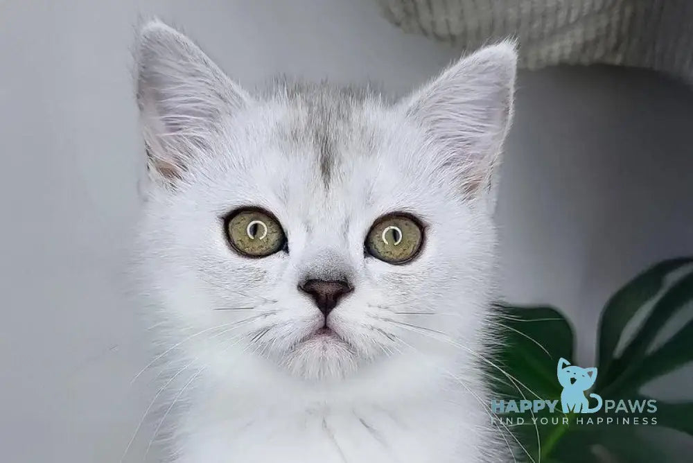 Whitney Queen Scottish Straight female black silver shaded live animals