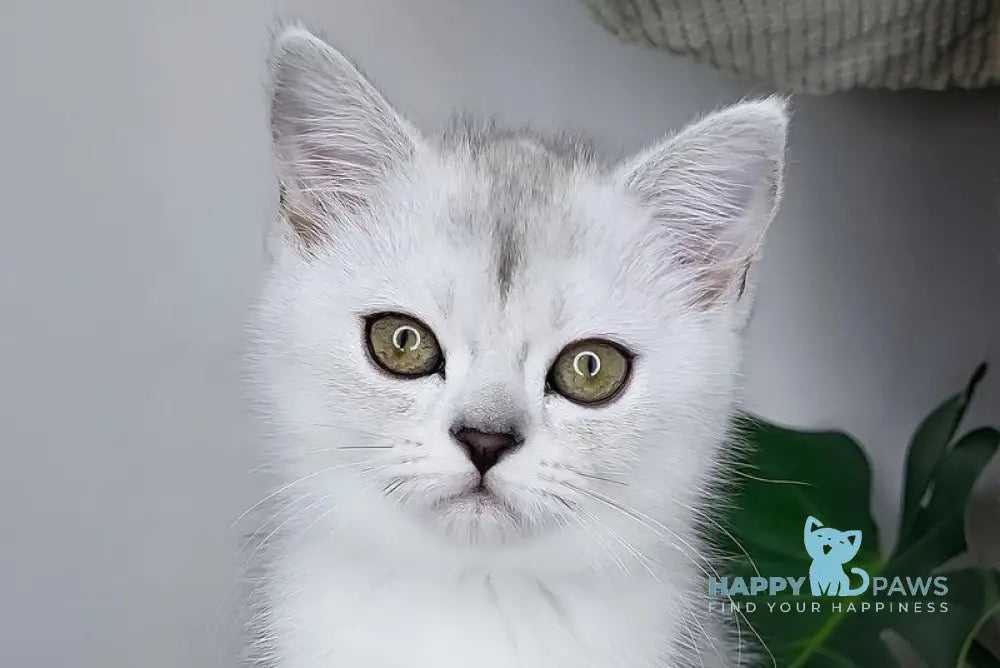 Whitney Queen Scottish Straight female black silver shaded live animals