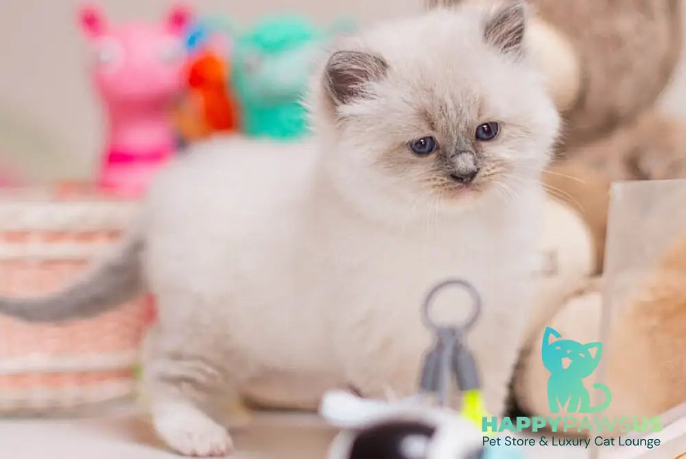 Whitney Ragdoll female blue mitted - live animals