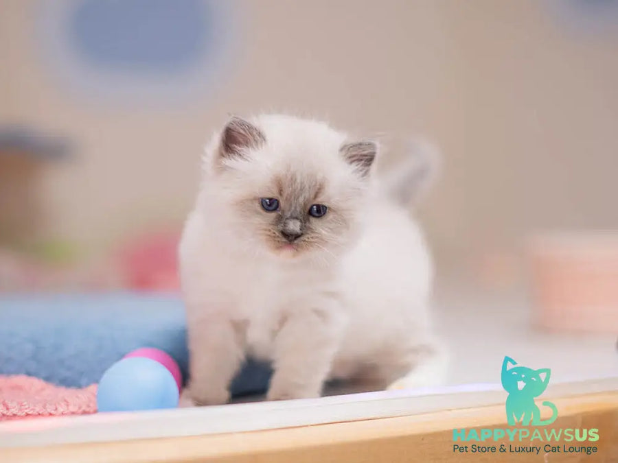 Whitney Ragdoll female blue mitted - live animals