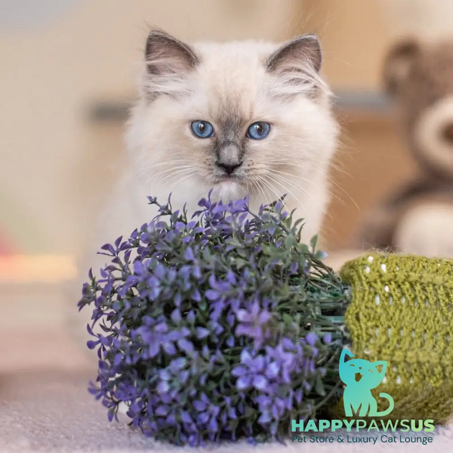 Whitney Ragdoll female blue mitted - live animals