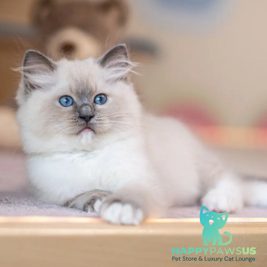 Whitney Ragdoll female blue mitted - live animals