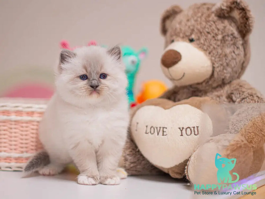 Whitney Ragdoll female blue mitted - live animals