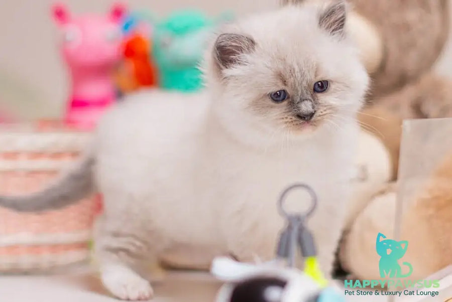 Whitney Ragdoll female blue mitted - live animals