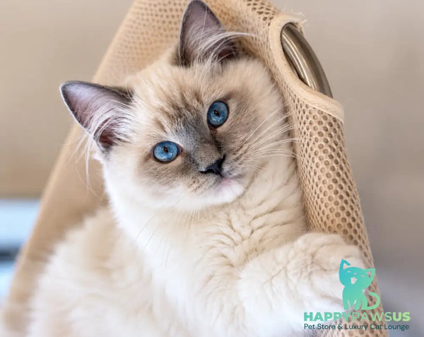 Whitney Ragdoll female blue mitted - live animals