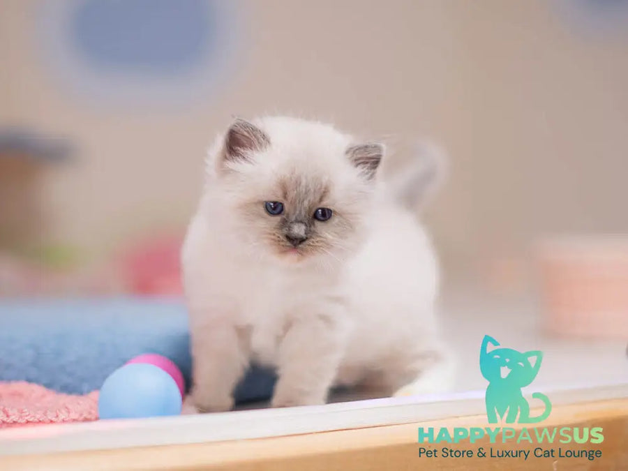 Whitney Ragdoll female blue mitted - live animals