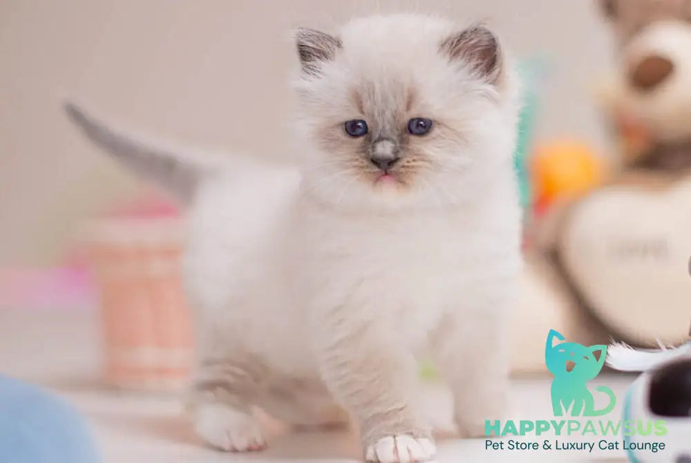 Whitney Ragdoll female blue mitted - live animals