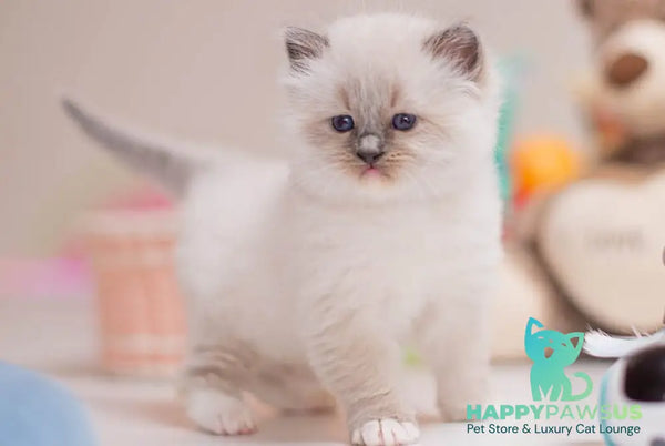 Whitney Ragdoll female blue mitted - live animals