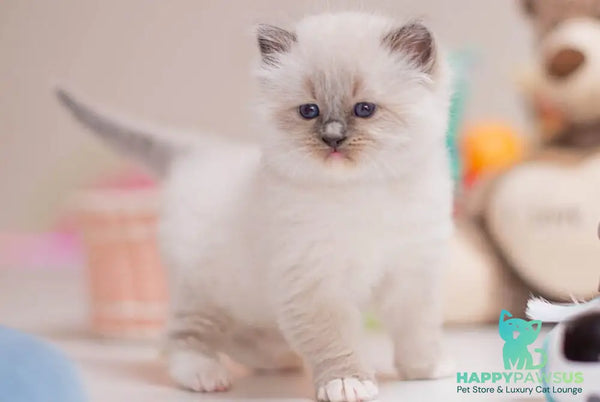 Whitney Ragdoll female blue mitted - live animals