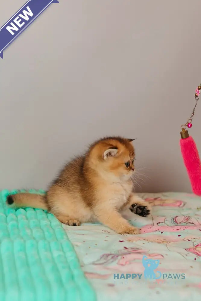 Whitney Scottish Straight female black golden ticked tabby live animals