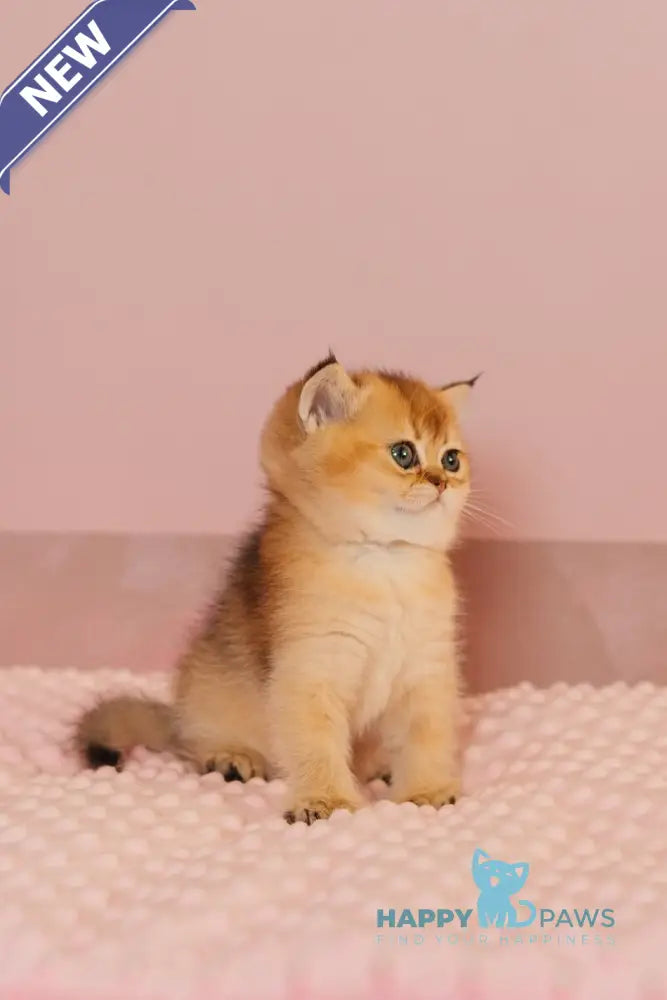 Whitney Scottish Straight female black golden ticked tabby live animals