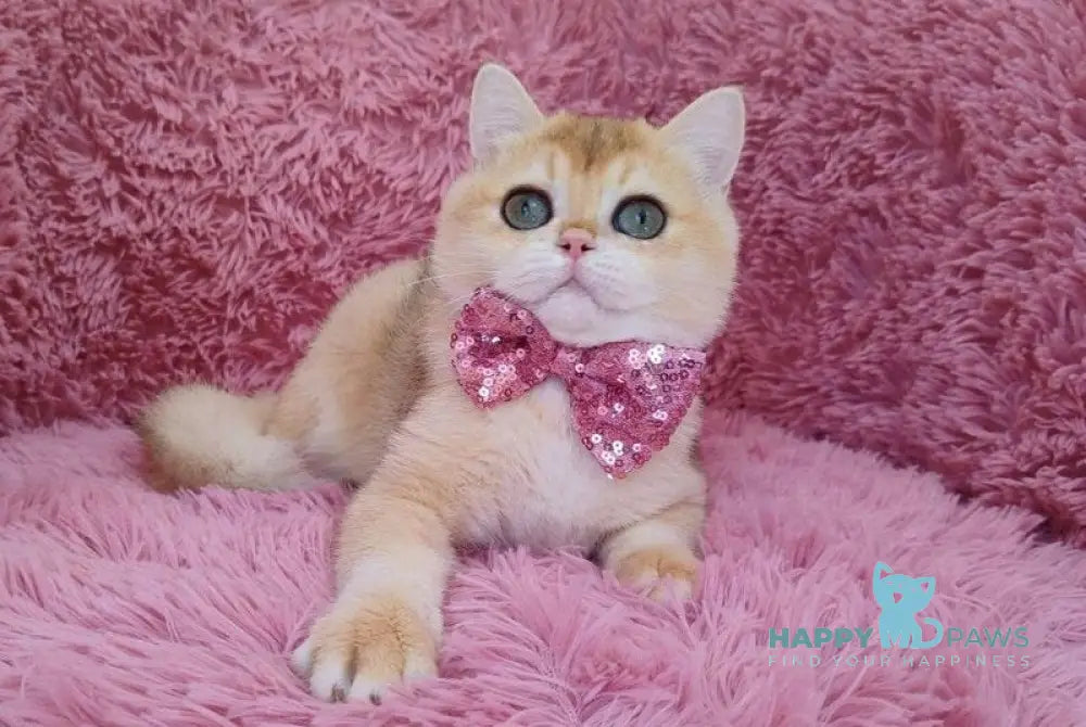 Wian British Shorthair male black golden chinchilla live animals