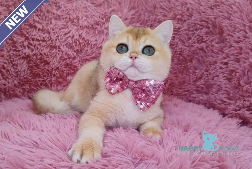 Wian British Shorthair male black golden chinchilla live animals
