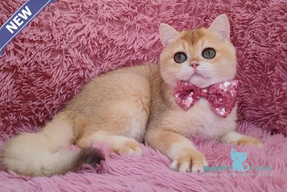 Wian British Shorthair male black golden chinchilla live animals
