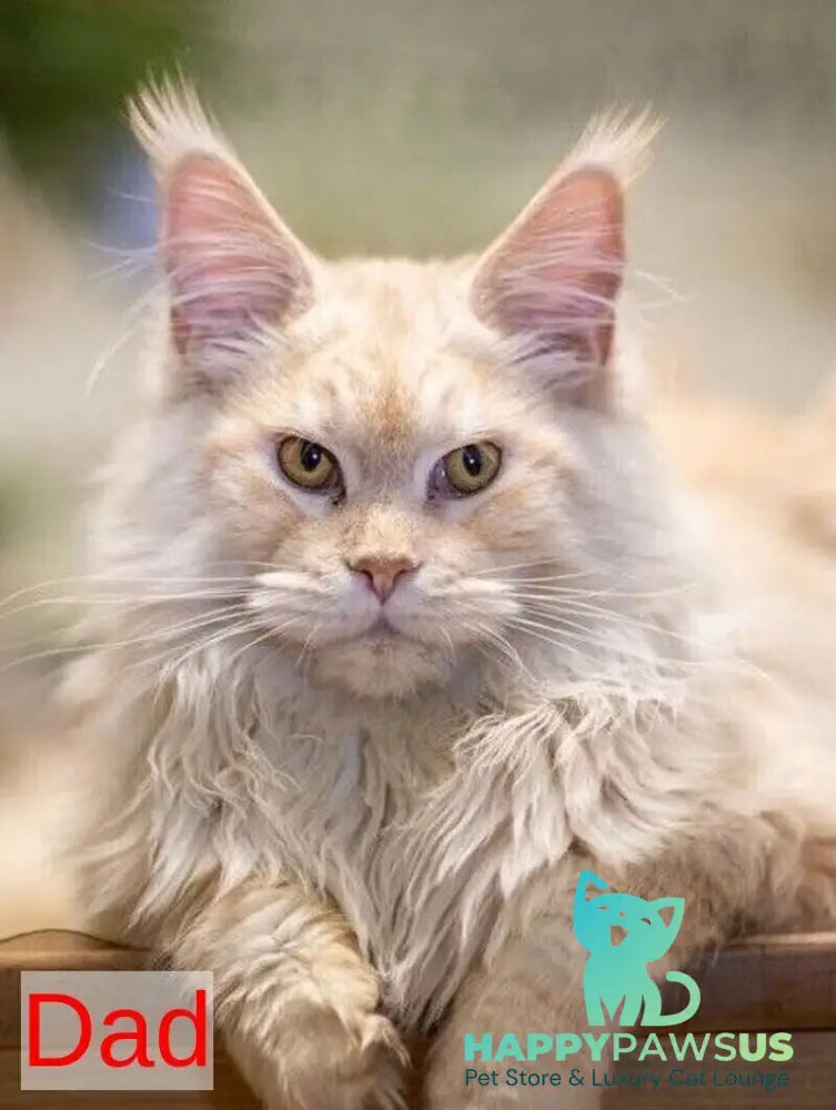 Wiking Maine Coon male black live animals
