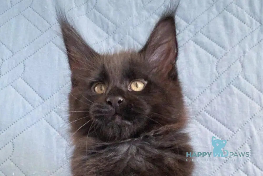 Wiking Maine Coon male black live animals