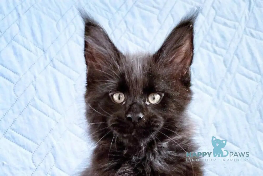 Wiking Maine Coon male black live animals