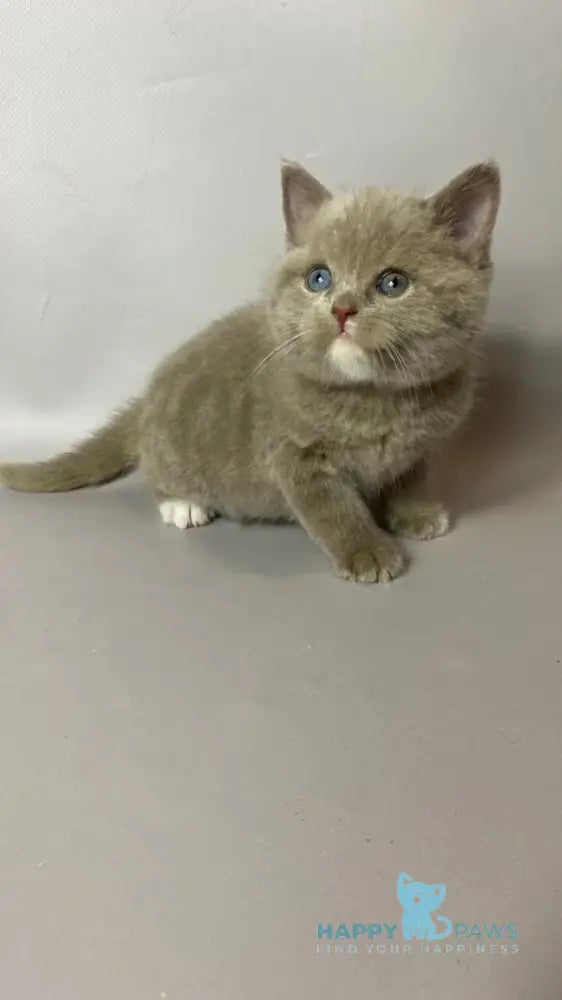 Wiksi British Shorthair male lilac live animals