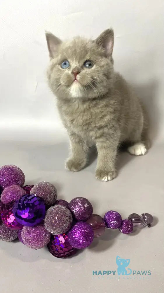 Wiksi British Shorthair male lilac live animals