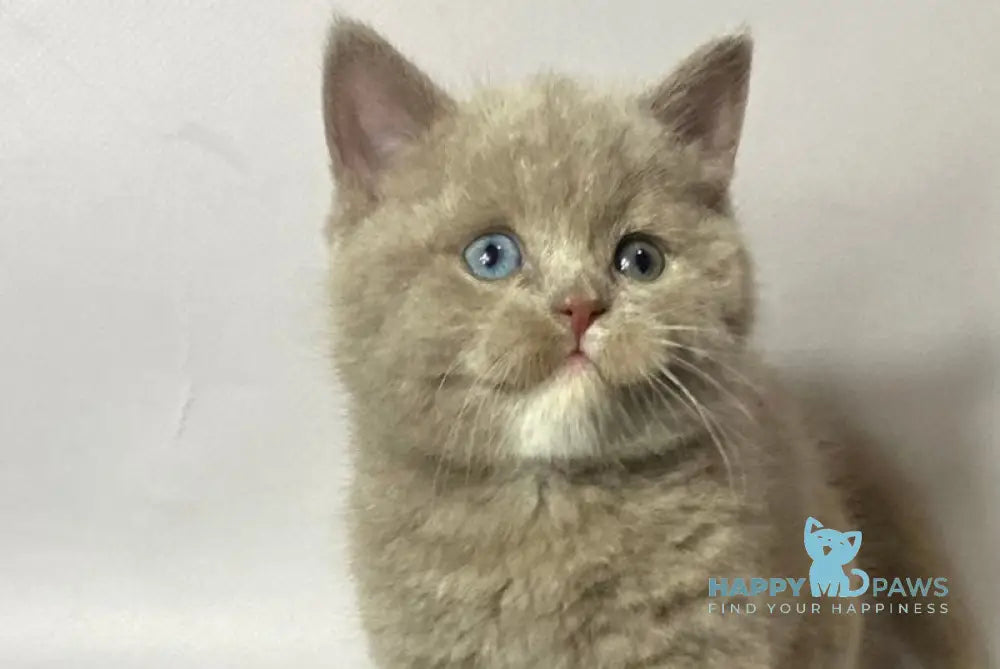 Wiksi British Shorthair male lilac live animals